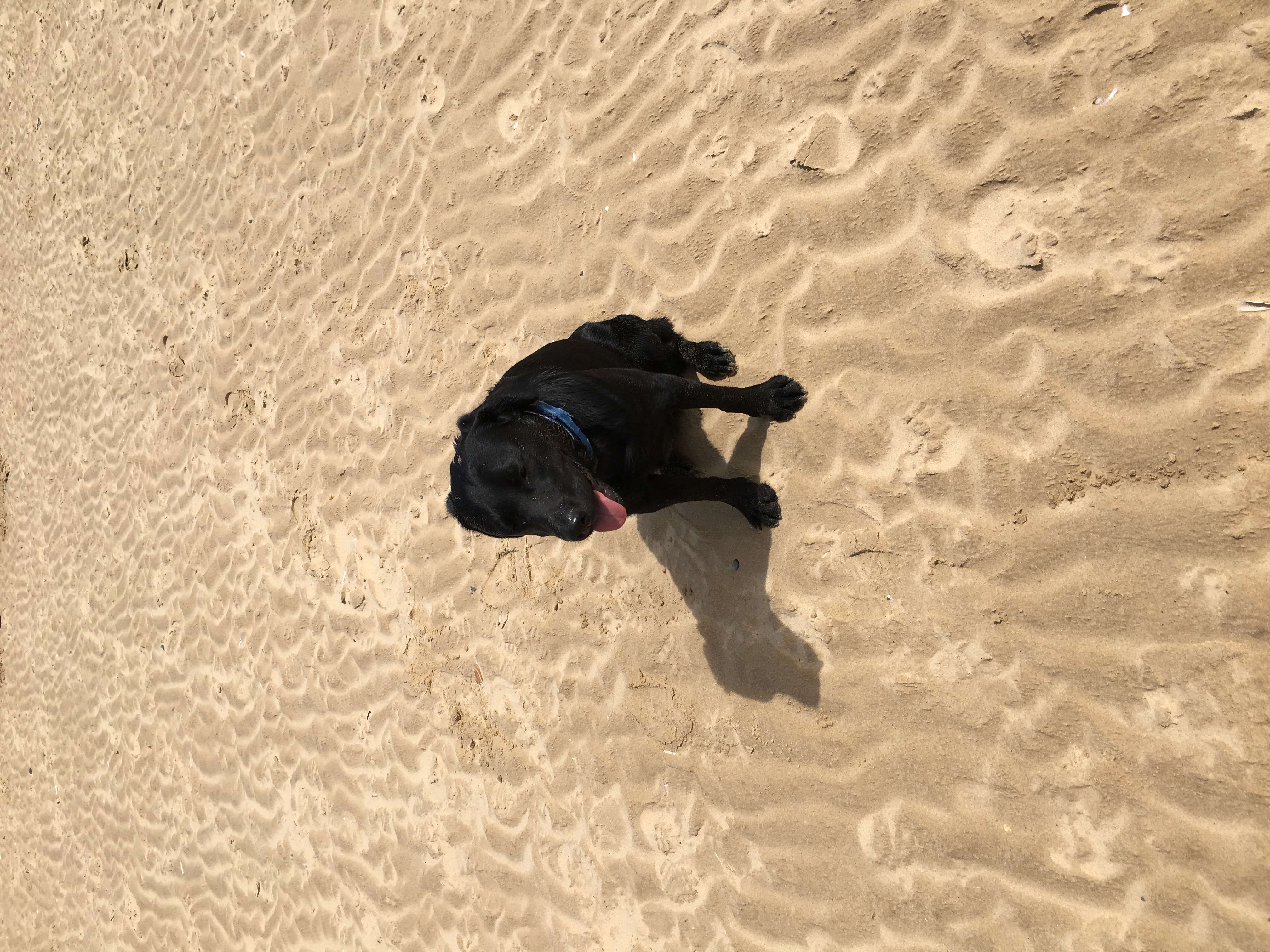 Bertie sitting on golden sand at the beach