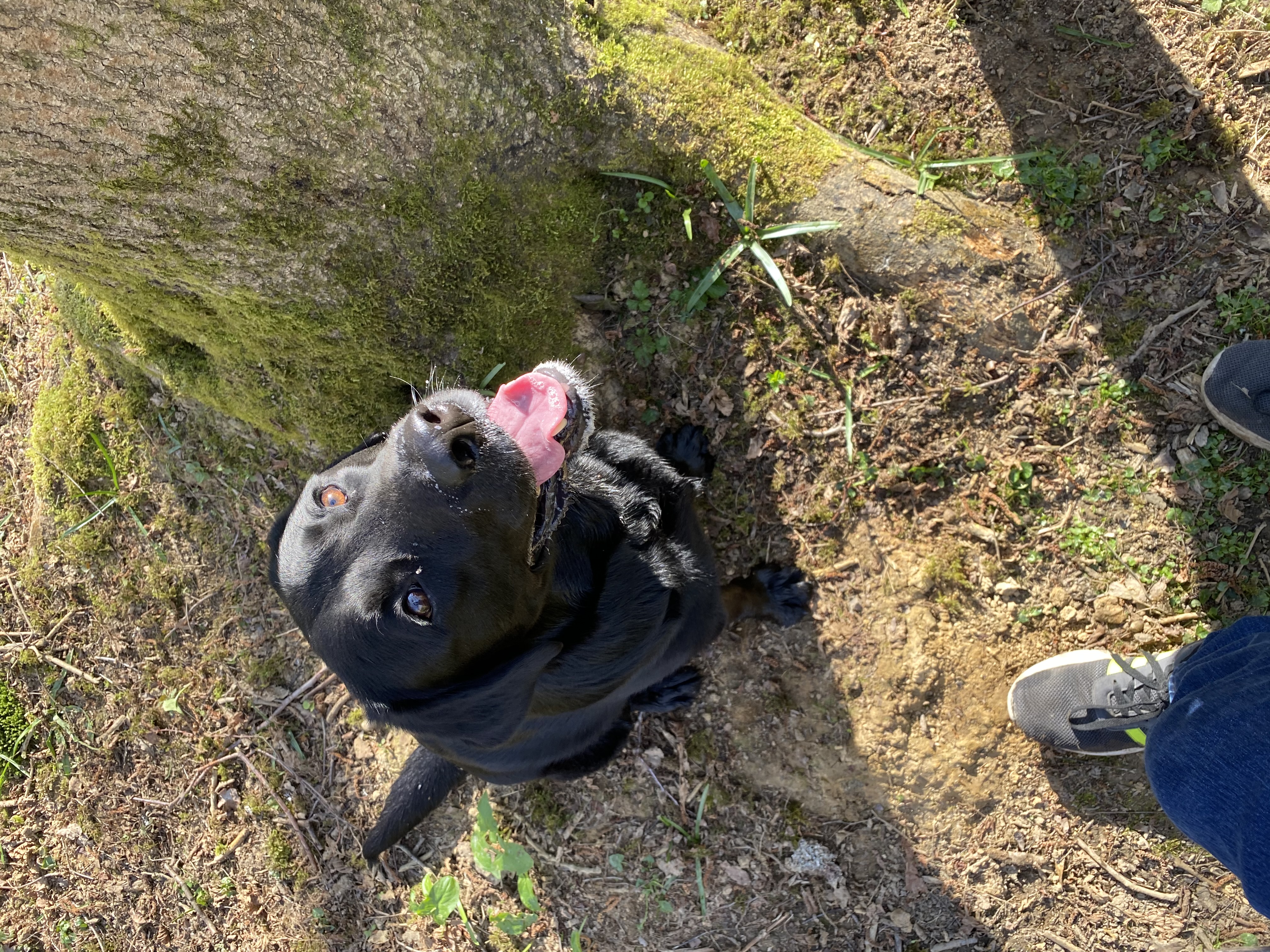 Bertie looking up with his tongue out