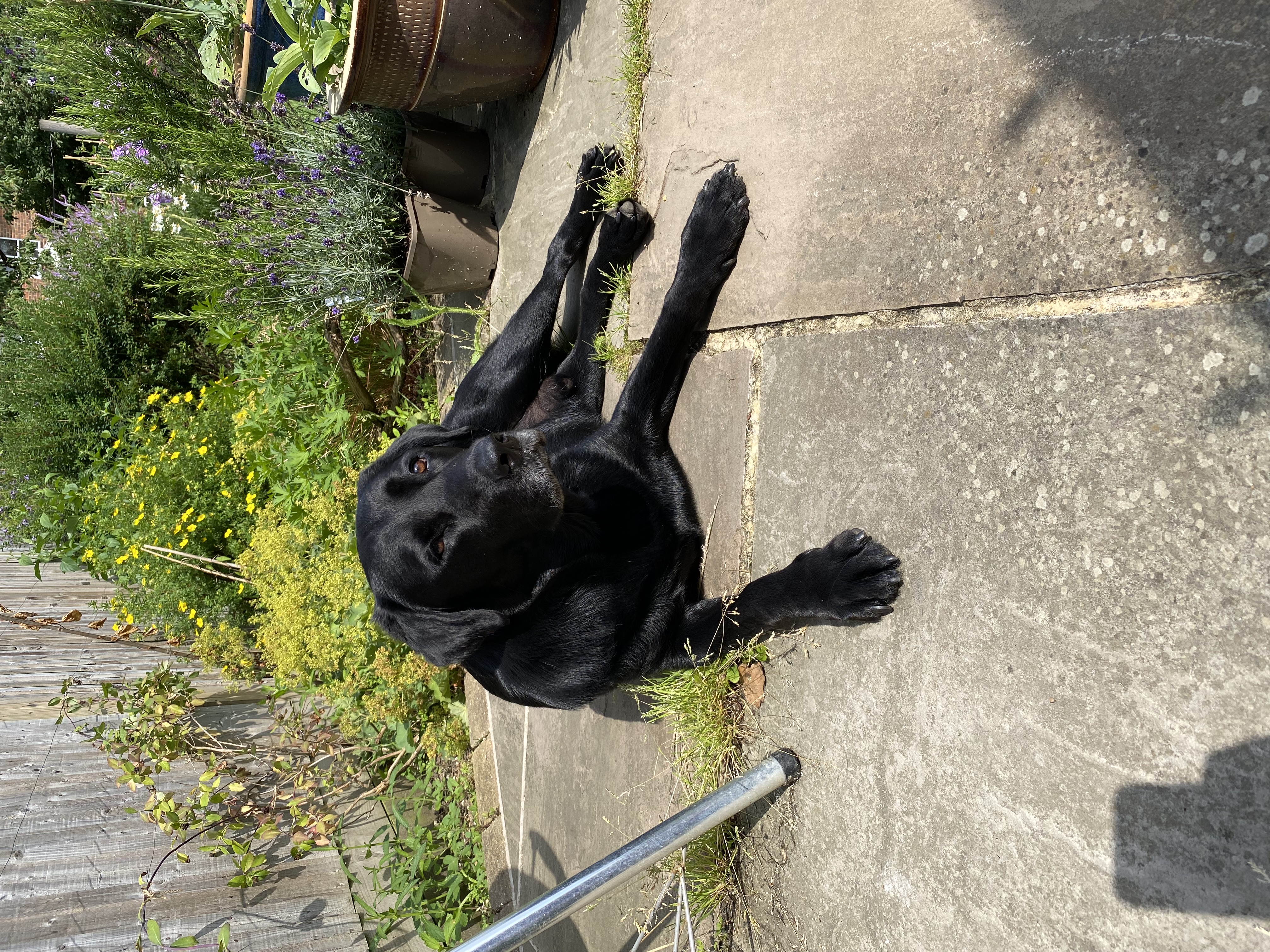 Bertie lying in the sunny garden