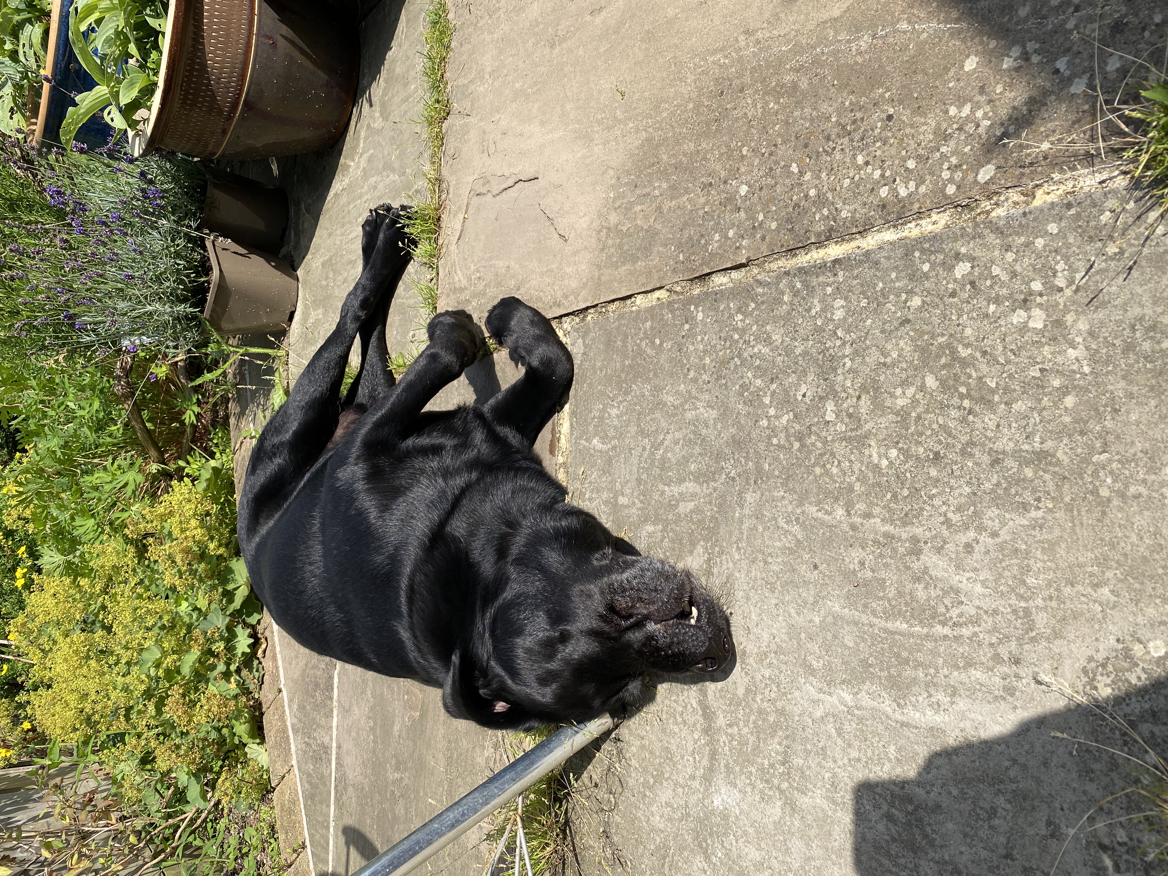 Bertie rolling on the warm patio