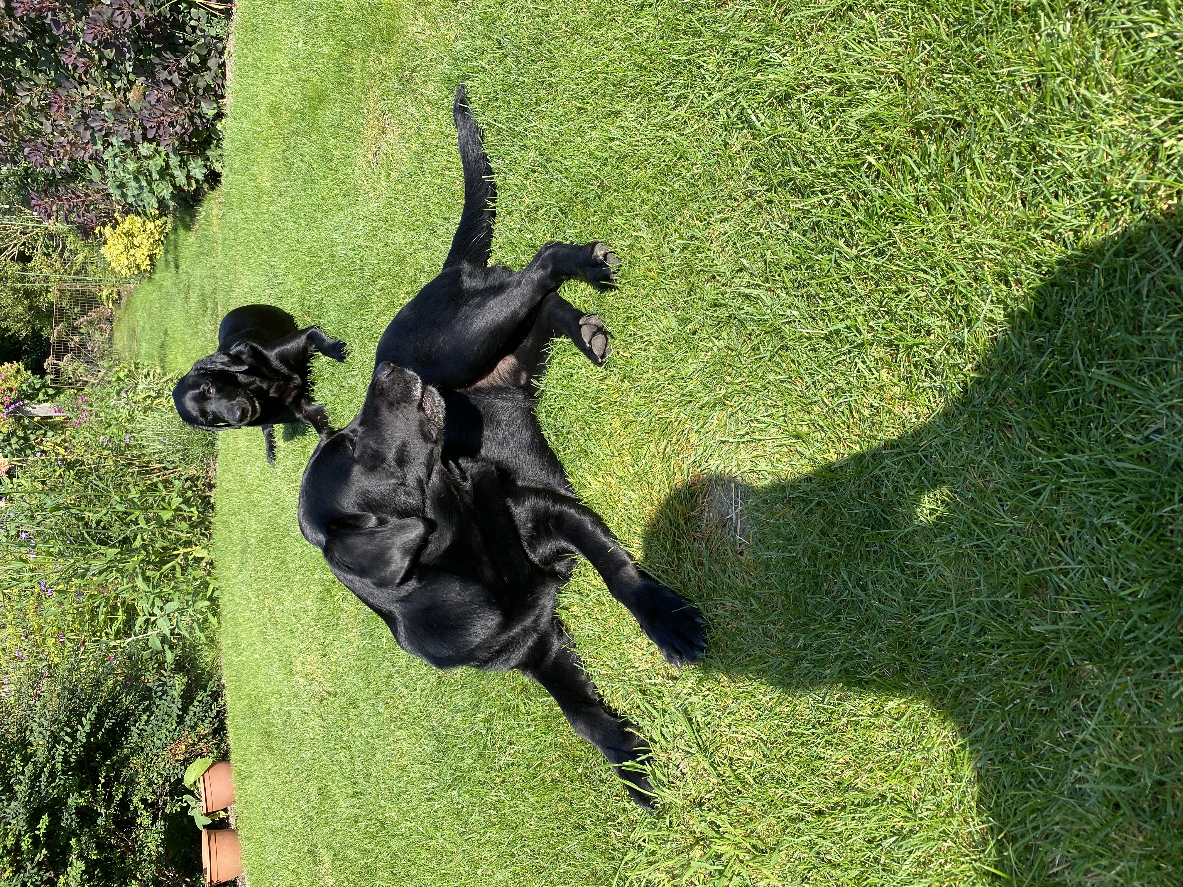 Black lab rolling on the grass with paws in the air