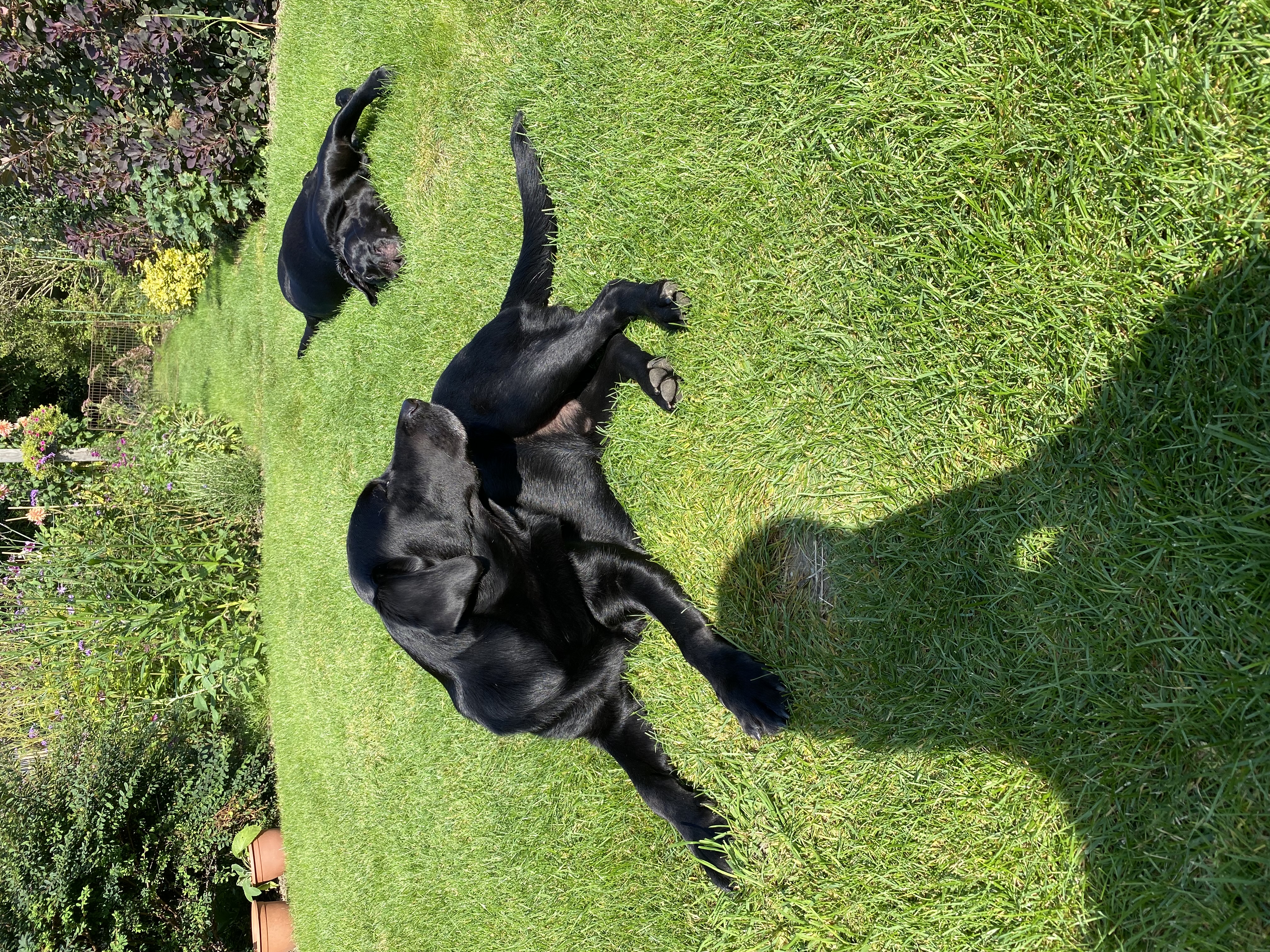 Both dogs in the garden, one rolling on its back