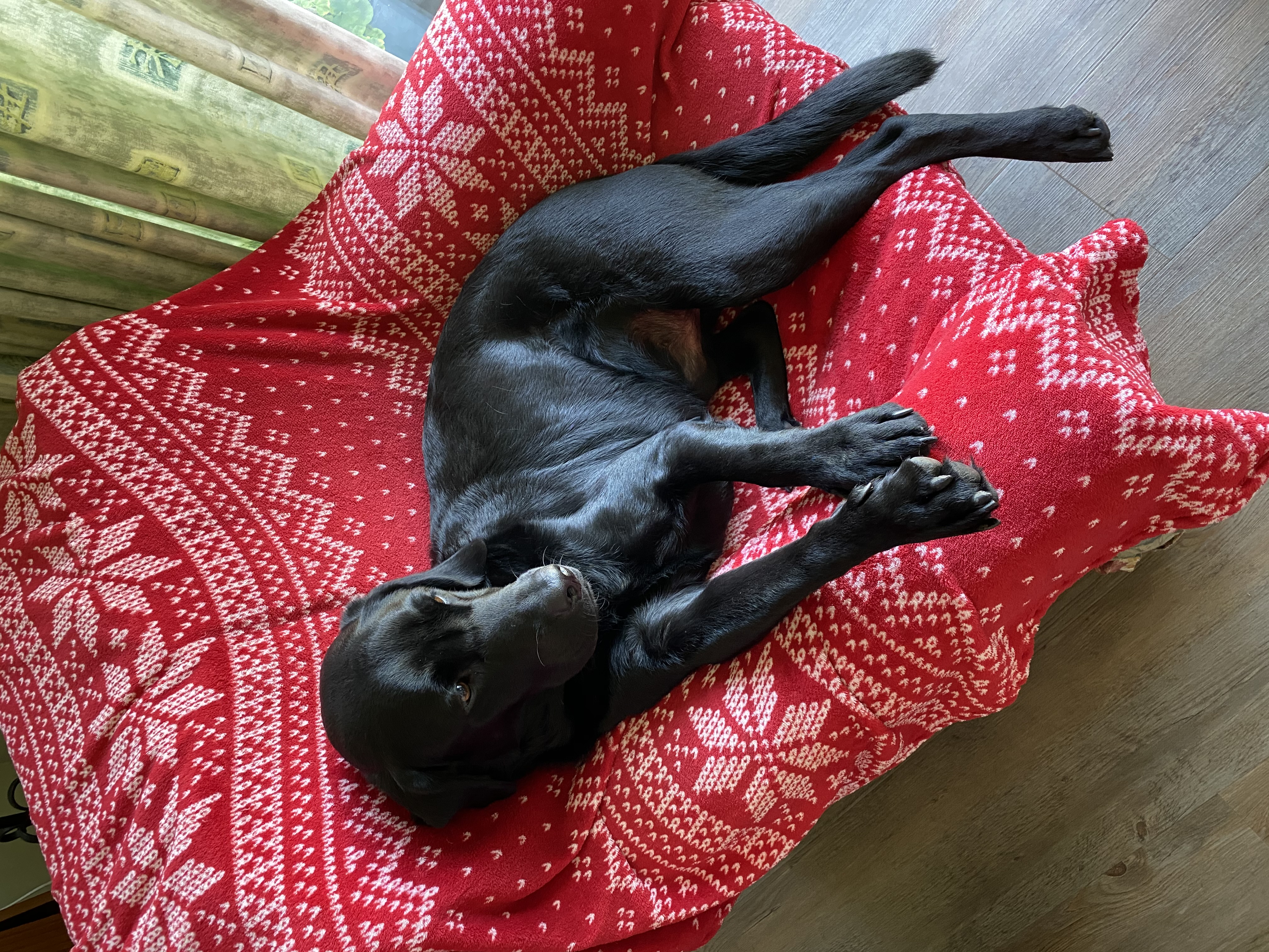 Jack sleeping on a red snowflake blanket with paws in the air