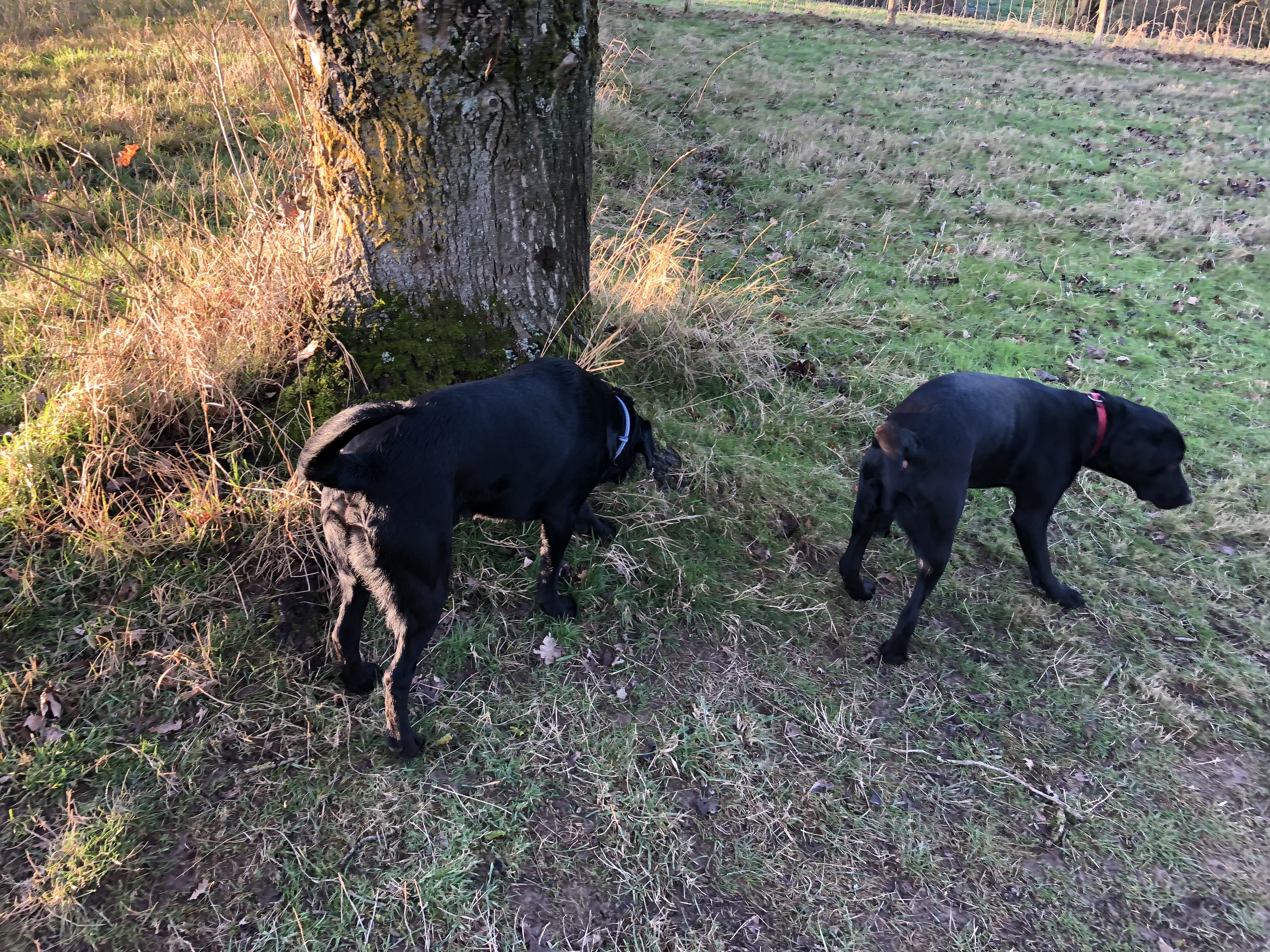 Bertie and Jack sniffing around a tree in a field
