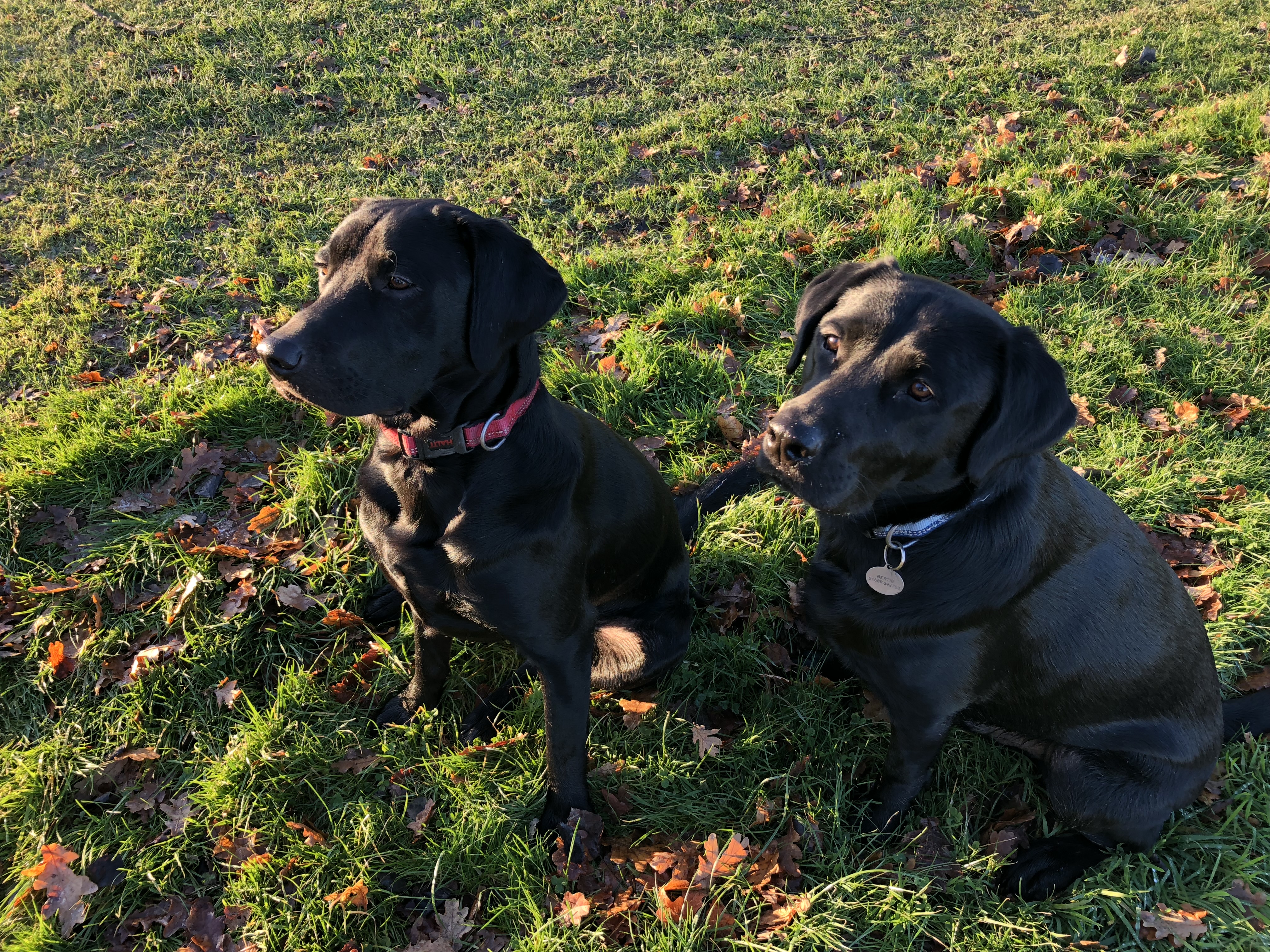 Bertie and Jack sitting together on the grass with autumn leaves